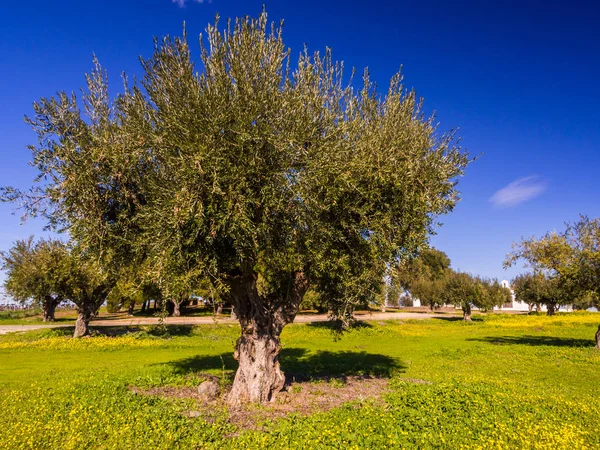 Δέντρα Ελιάς Olea Europaea Στην Περιφέρεια Alentejo Πορτογαλία — Φωτογραφία Αρχείου