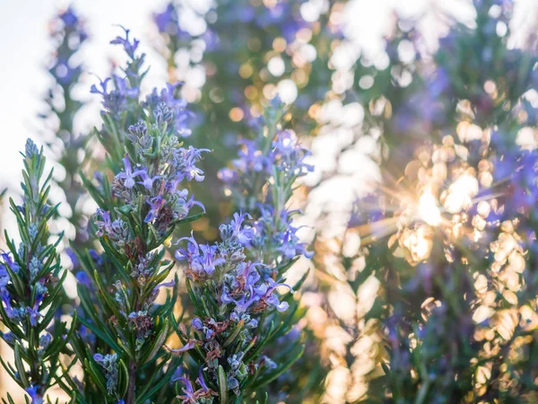Blommande Rosmarin Växt Esporao Portugal Vid Solnedgången Stockfoto