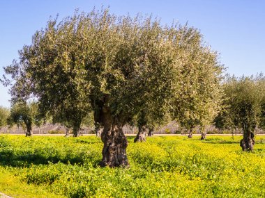 Zeytin ağaçları (olea europaea) Alentejo bölgesi, Portekiz