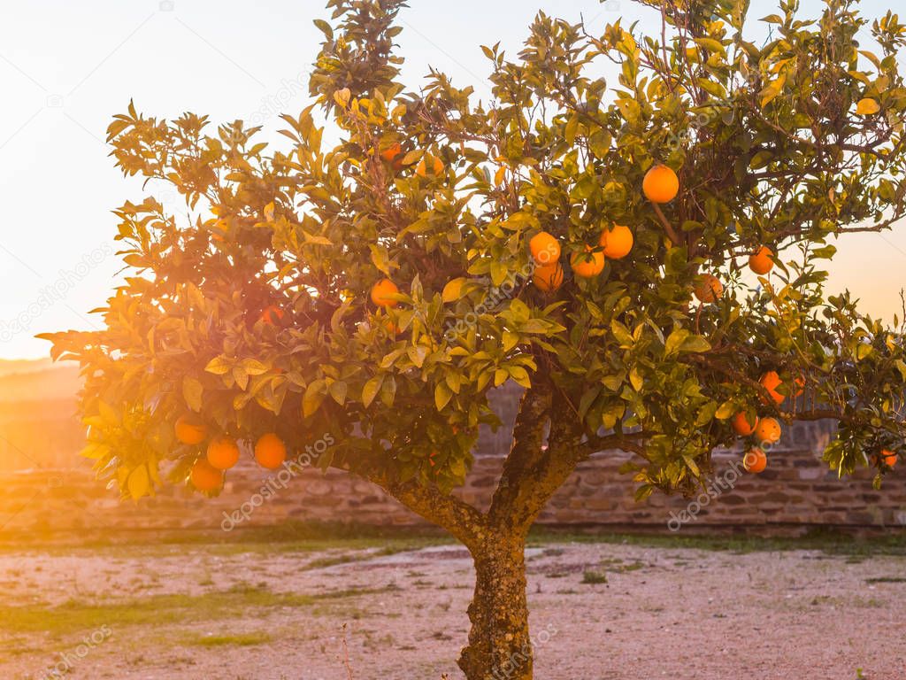Small orange tree growing in Esporao in Alentejo region, Portugal, at sunset