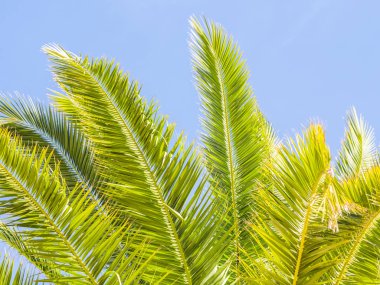 Palmiye ağacı Algarve bölgesinde, Portekiz.