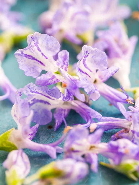 Δεντρολίβανο Βρώσιμα Λουλούδια Ένα Πράσινο Πιάτο Κοντινό Πλάνο — Φωτογραφία Αρχείου