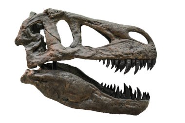 Tyrannosaurus kafatası beyaza izole edilmiş.