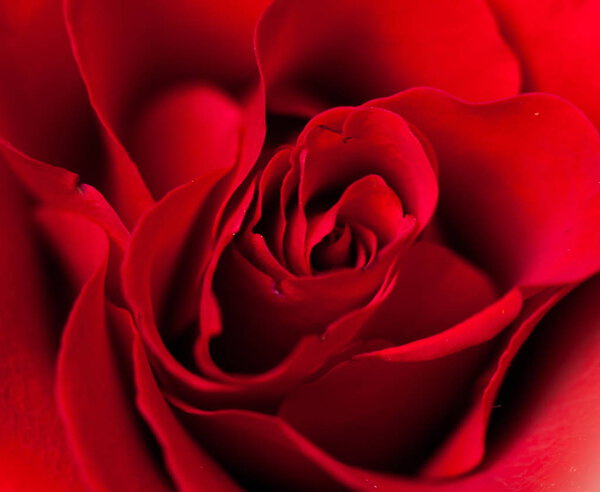 Abstract close up of red rose