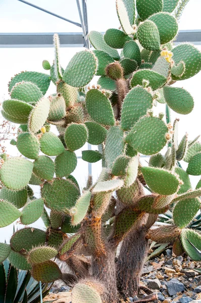 Bahçedeki güzel yaz çiçekleri
