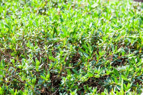 Bahçedeki güzel yaz çiçekleri