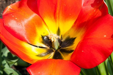 Bahçedeki güzel yaz çiçekleri