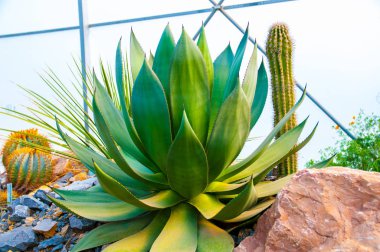 Bahçedeki güzel yaz çiçekleri