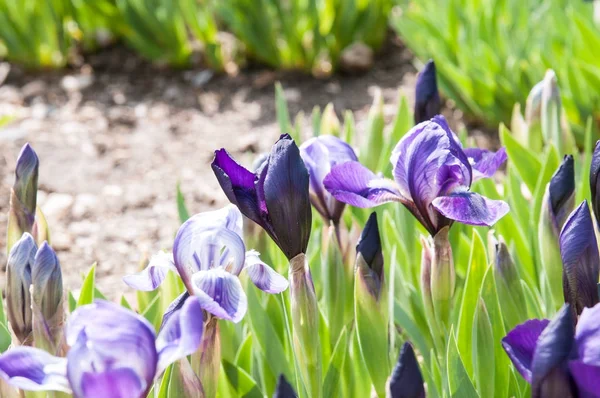 Bahçedeki güzel yaz çiçekleri
