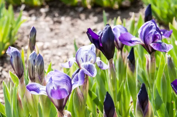 Bahçedeki güzel yaz çiçekleri