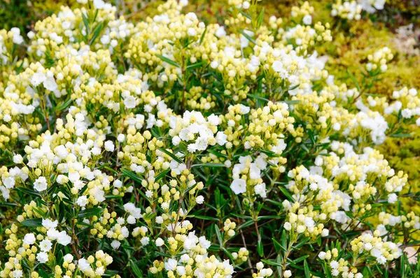 Bahçedeki güzel yaz çiçekleri