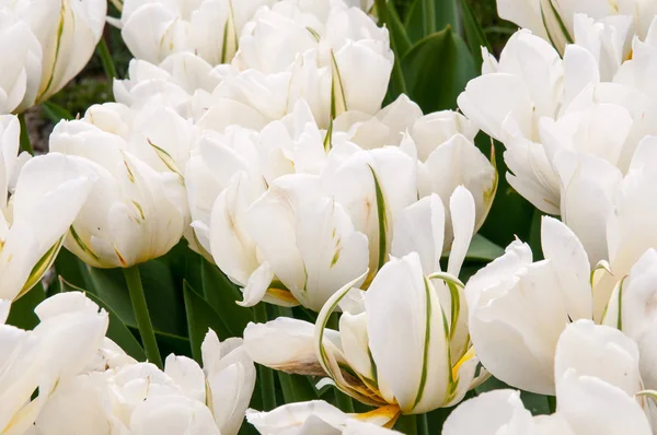 Bahçedeki güzel yaz çiçekleri