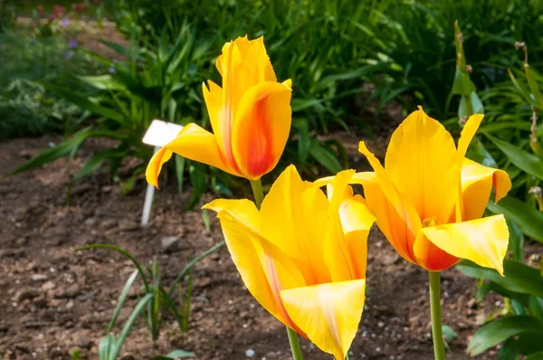 Bahçedeki güzel yaz çiçekleri
