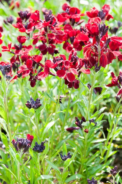 Bahçedeki güzel yaz çiçekleri