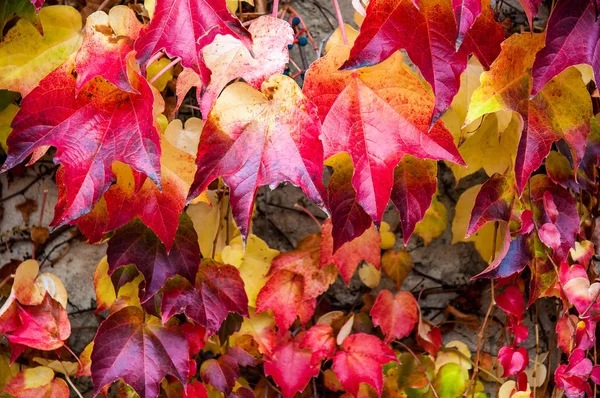 Otoño colorido fondo hojas — Foto de Stock