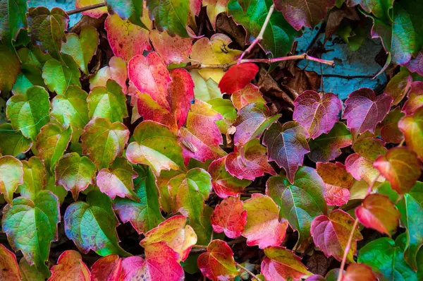 Otoño colorido fondo hojas — Foto de Stock