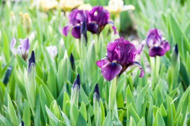 güzel yaz çiçek ve Bahçe bitkileri