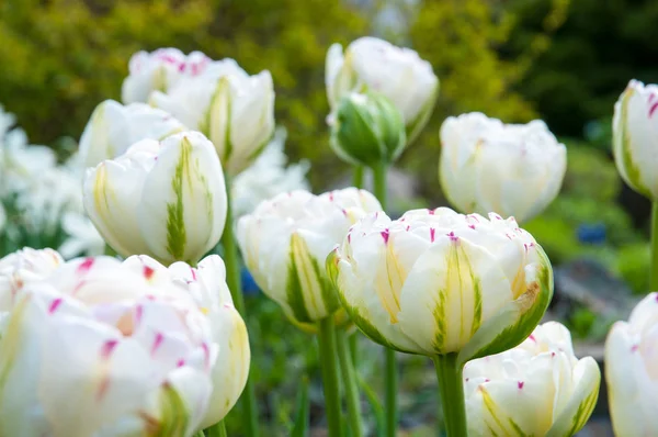 güzel yaz çiçek ve Bahçe bitkileri