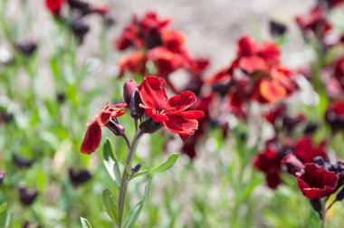 güzel yaz çiçek ve Bahçe bitkileri