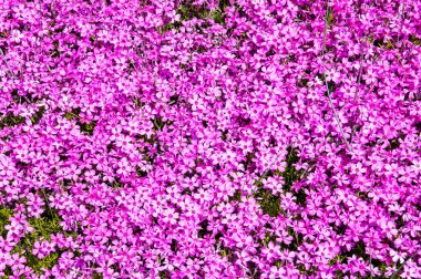 güzel yaz çiçek ve Bahçe bitkileri