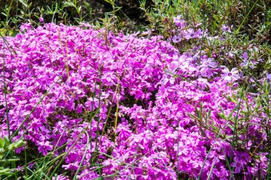 güzel yaz çiçek ve Bahçe bitkileri