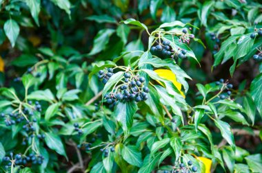 güzel yaz çiçek ve Bahçe bitkileri