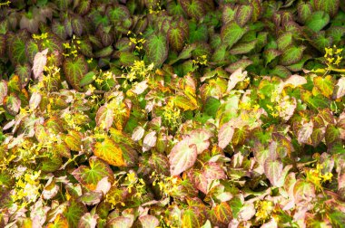 güzel yaz çiçek ve Bahçe bitkileri