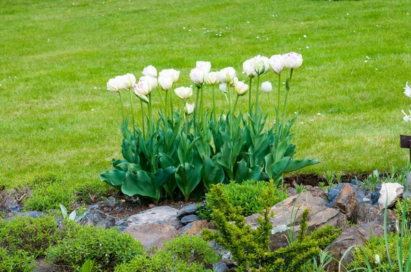 güzel yaz çiçek ve Bahçe bitkileri
