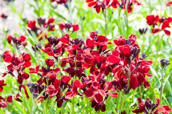 güzel yaz çiçek ve Bahçe bitkileri