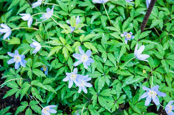 güzel yaz çiçek ve Bahçe bitkileri