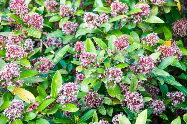 güzel yaz çiçek ve Bahçe bitkileri