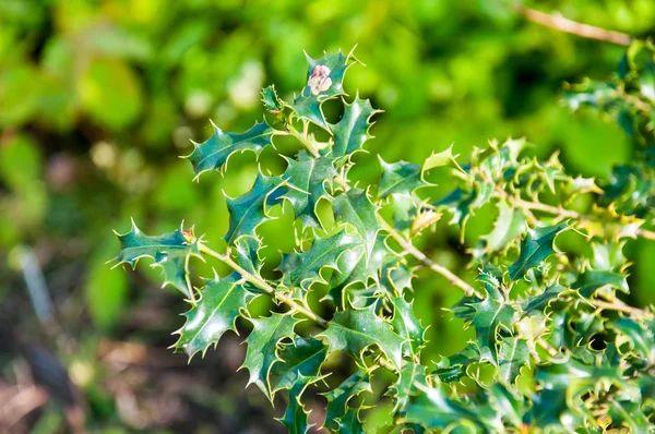 güzel yaz çiçek ve Bahçe bitkileri