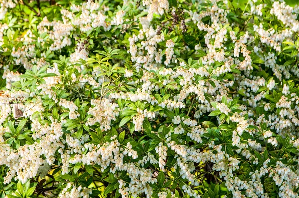 güzel yaz çiçek ve Bahçe bitkileri