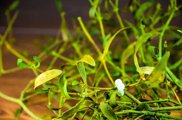 Noel yeşil ökse otu dal dekorasyon arka plan