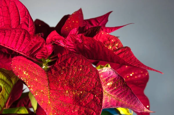 Navidad Poinsettia Flor Rojo Navidad Estrella Fondo Decoración — Foto de Stock