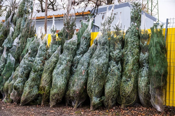 Christmas Sale Traditional Trees — Stock Photo, Image