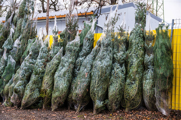 Christmas sale of traditional trees