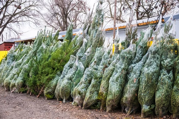 従来の木のクリスマス セール ロイヤリティフリーのストック写真