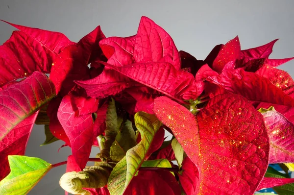 Natal Poinsettia Flor Vermelho Natal Estrela Fundo Decoração — Fotografia de Stock