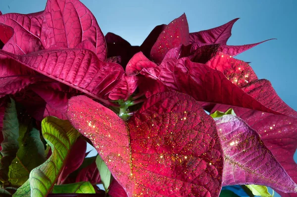 Noel Yılbaşı çiçeği çiçek kırmızı Noel yıldız arka plan dekorasyon