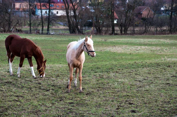 Beyaz ve kahverengi atları çayır üzerinde otlatma