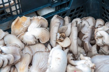 İçinde belgili tanımlık çarşı Merkezi, Prag, Çek Cumhuriyeti, 3 Şubat 2018, Aile içi ve organik gıda satan çiftçiler