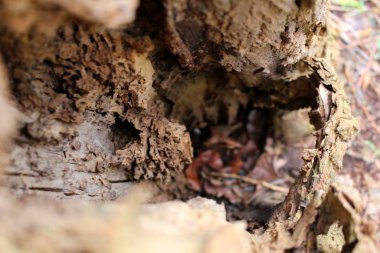 schoener Herbsttag im wald