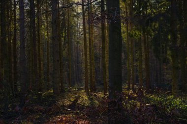 schoener Herbsttag im wald