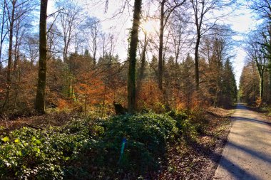 Schoen beleuchteter Waldweg im Herbst