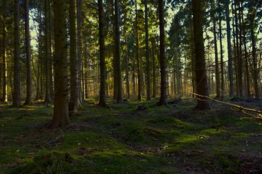 schoener Herbsttag im Wald