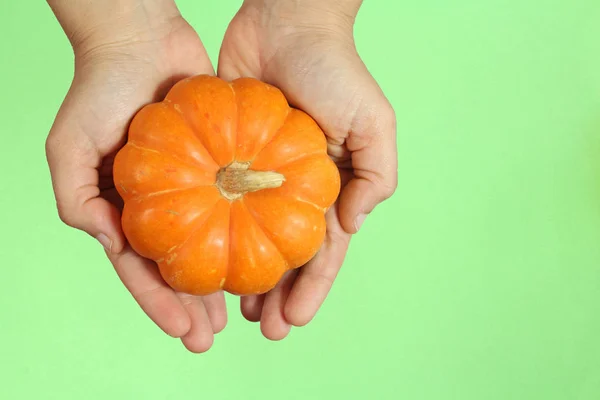 Yeşil zemin üzerine ellerinde organik kabak