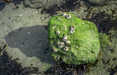 Suyla birlikte küçük bir taşta yeşil bir yosun görüntüsü.