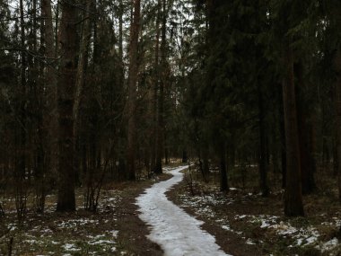 path in the forest during daylight, winter