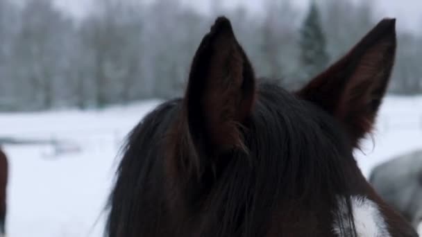 Μεγάλα Μάτια Και Αυτιά Αλόγου Ενάντια Χειμερινό Δάσος — Αρχείο Βίντεο